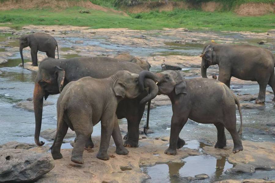 Elephants, the gentle giants of Sri Lanka